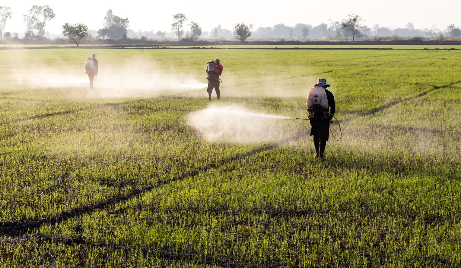 Men spray Roundup in a field with many weeds