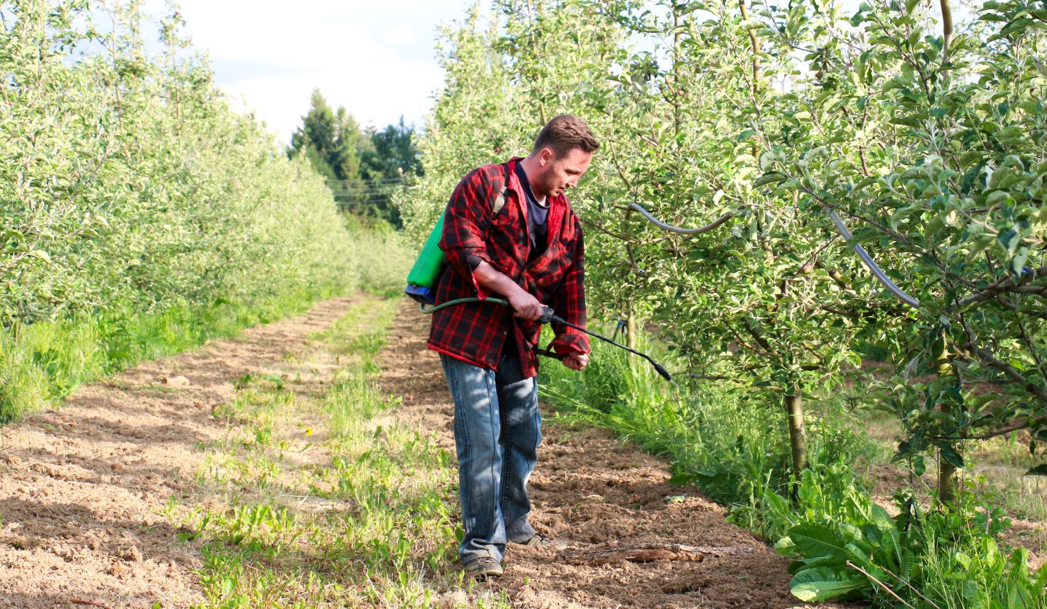 Man sprays Roundup weedkiller at apple orchard that has many weeds.